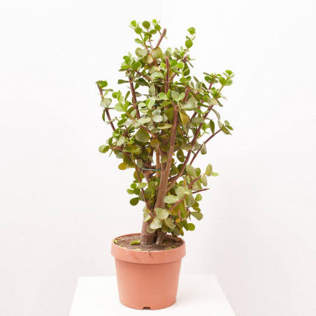 PORTULACARIA AFRA MACROPHYLLA MACETA 8L