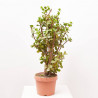 PORTULACARIA AFRA MACROPHYLLA MACETA 8L