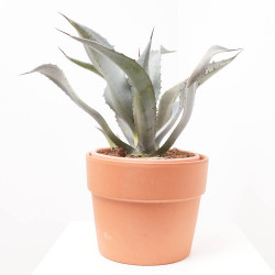 AGAVE FRANZOSINII MACETA 8L