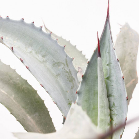 AGAVE FRANZOSINII MACETA 8L