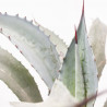AGAVE FRANZOSINII MACETA 8L