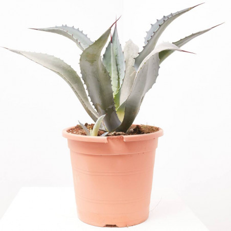 AGAVE FRANZOSINII MACETA 8L