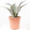 AGAVE FRANZOSINII MACETA 8L