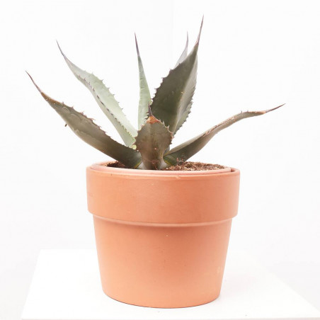 AGAVE FEROX MACETA 8L