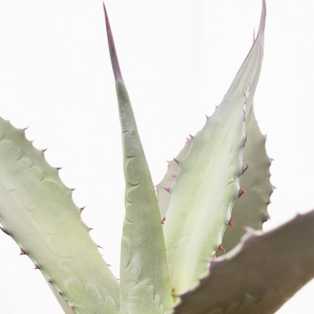 AGAVE FEROX MACETA 8L