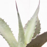 AGAVE FEROX MACETA 8L