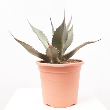 AGAVE FEROX MACETA 8L
