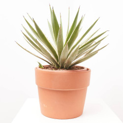 AGAVE ANGUSTIFOLIA VARIEGATA MACETA 8L