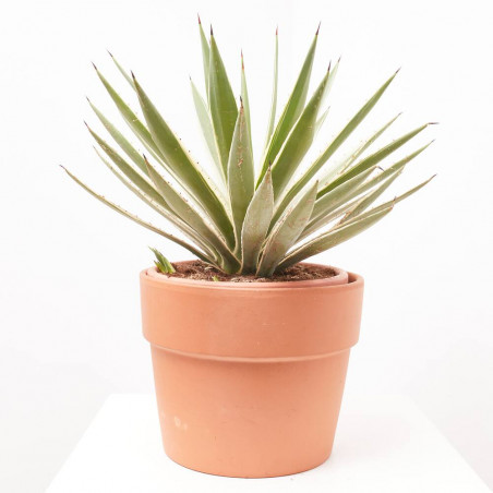 AGAVE ANGUSTIFOLIA VARIEGATA MACETA 8L