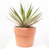 AGAVE ANGUSTIFOLIA VARIEGATA MACETA 8L