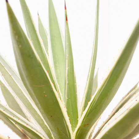 AGAVE ANGUSTIFOLIA VARIEGATA MACETA 8L