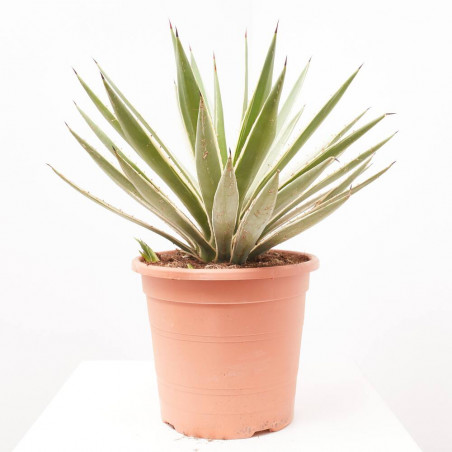 AGAVE ANGUSTIFOLIA VARIEGATA MACETA 8L