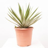 AGAVE ANGUSTIFOLIA VARIEGATA MACETA 8L