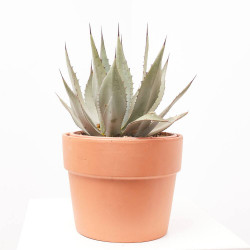 AGAVE NEOMEXIACANA MACETA 8L