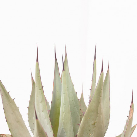 AGAVE NEOMEXIACANA MACETA 8L