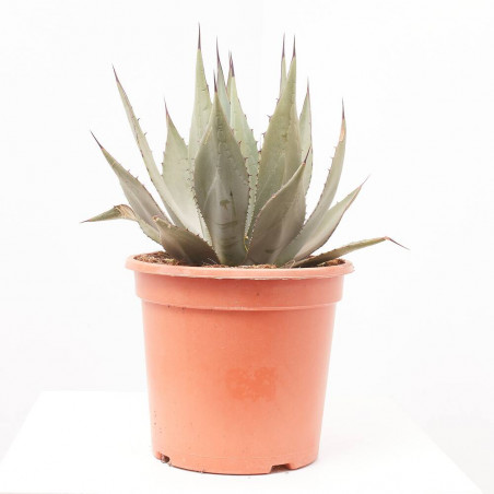 AGAVE NEOMEXIACANA MACETA 8L