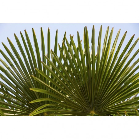 PALMITO ARBÓREO