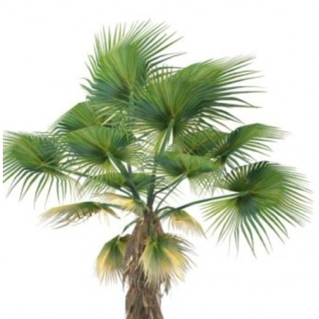 PALMITO ARBÓREO