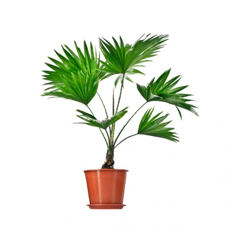 PALMITO ARBÓREO