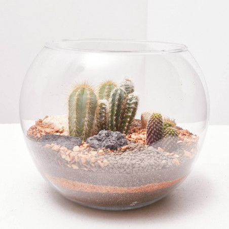 TERRARIO TAMPICO S CACTUS