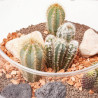 TERRARIO TAMPICO S CACTUS