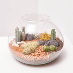 TERRARIO LA PAZ L CACTUS
