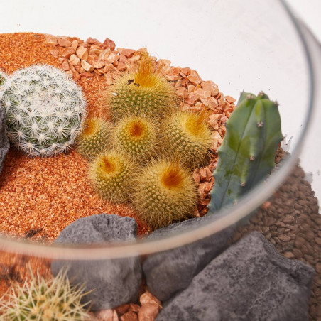 TERRARIO LA PAZ L CACTUS