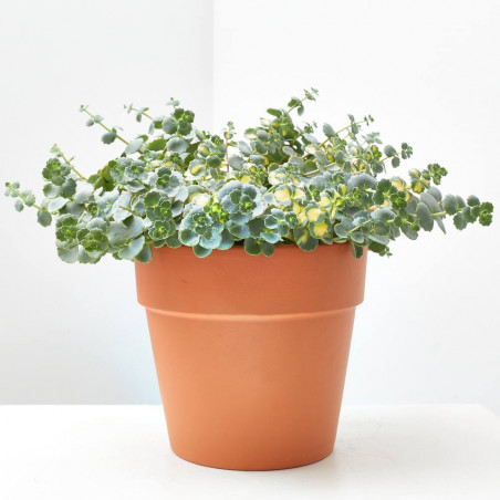 SEDUM COLGADOR MACETA 3L