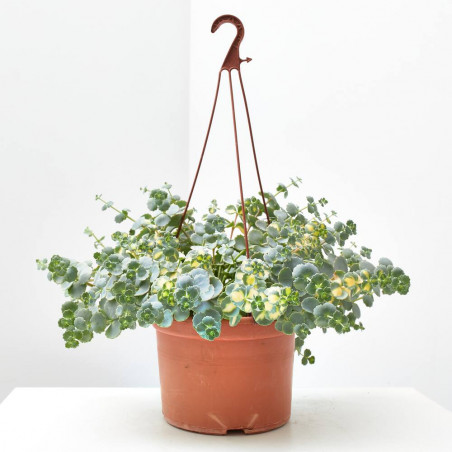SEDUM COLGADOR MACETA 3L