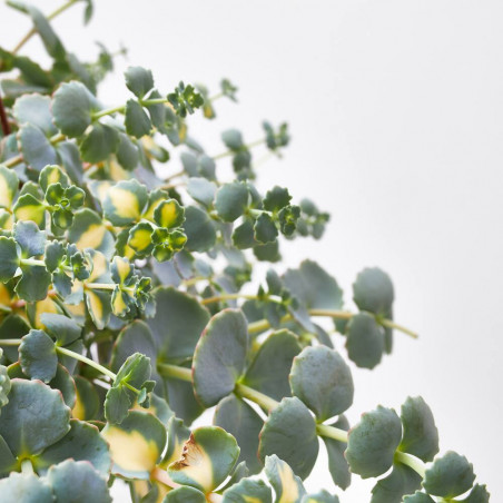 SEDUM COLGADOR MACETA 3L