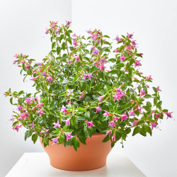 PENDIENTE DE LA REINA TARRINA 6L