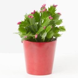 CACTUS DE NAVIDAD