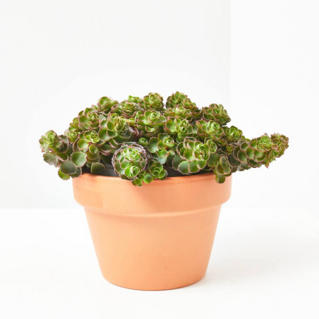 SEDUM EXTRA MACETA 13CM