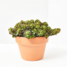 SEDUM EXTRA MACETA 13CM