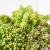 SEDUM EXTRA MACETA 13CM