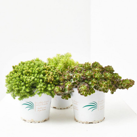 SEDUM EXTRA MACETA 13CM