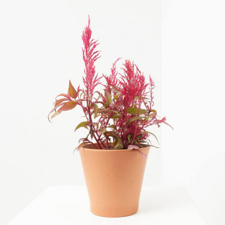 CELOSÍA DEEP PURPLE MACETA 17CM