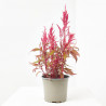 CELOSÍA DEEP PURPLE MACETA 17CM