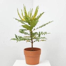 MAHONIA