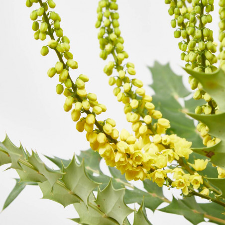 MAHONIA