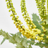 MAHONIA