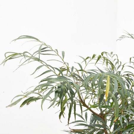 MAHONIA