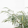MAHONIA
