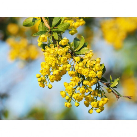 MAHONIA