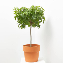 LIQUIDAMBAR STYRACIFLUA GUM BALL MINI TALLO CLT7