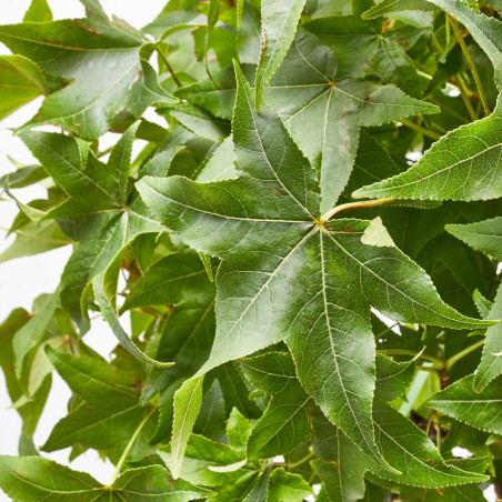 LIQUIDAMBAR STYRACIFLUA GUM BALL MINI TALLO CLT7