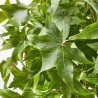 LIQUIDAMBAR STYRACIFLUA GUM BALL MINI TALLO CLT7