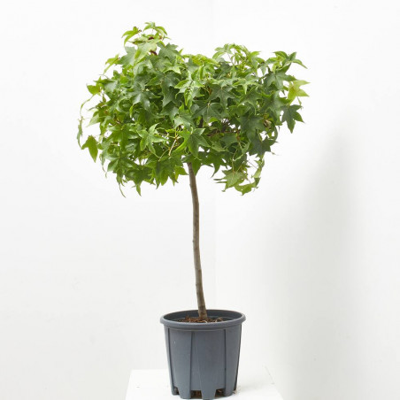 LIQUIDAMBAR STYRACIFLUA GUM BALL MINI TALLO CLT7