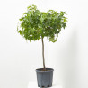 LIQUIDAMBAR STYRACIFLUA GUM BALL MINI TALLO CLT7