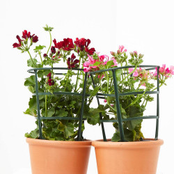 GERANIO HIEDRA TREPADOR (GITANILLA)